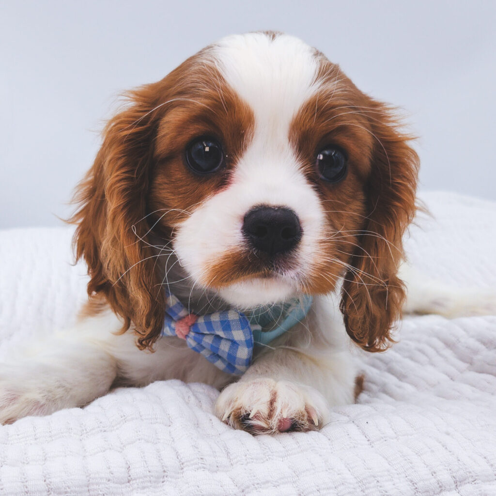 Campbell - Cavalier King Charles Spaniel - Image 1