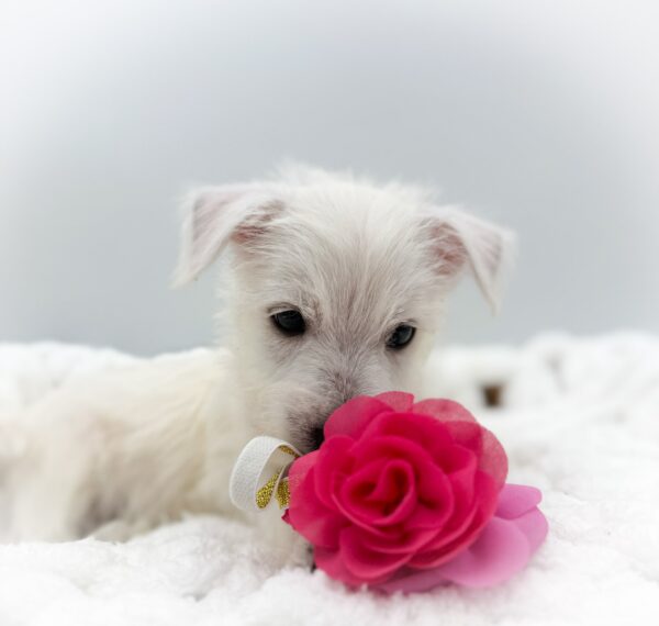 Zion - West Highland White Terrier - Image 3