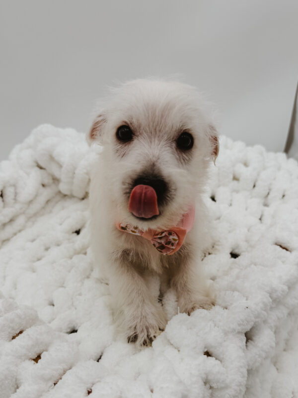 Zion - West Highland White Terrier - Image 2