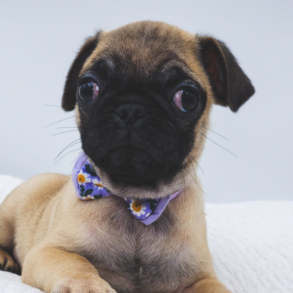 Cashew - Pug - Image 1