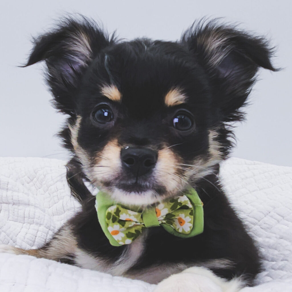 Alto - Chihuahua - Image 1