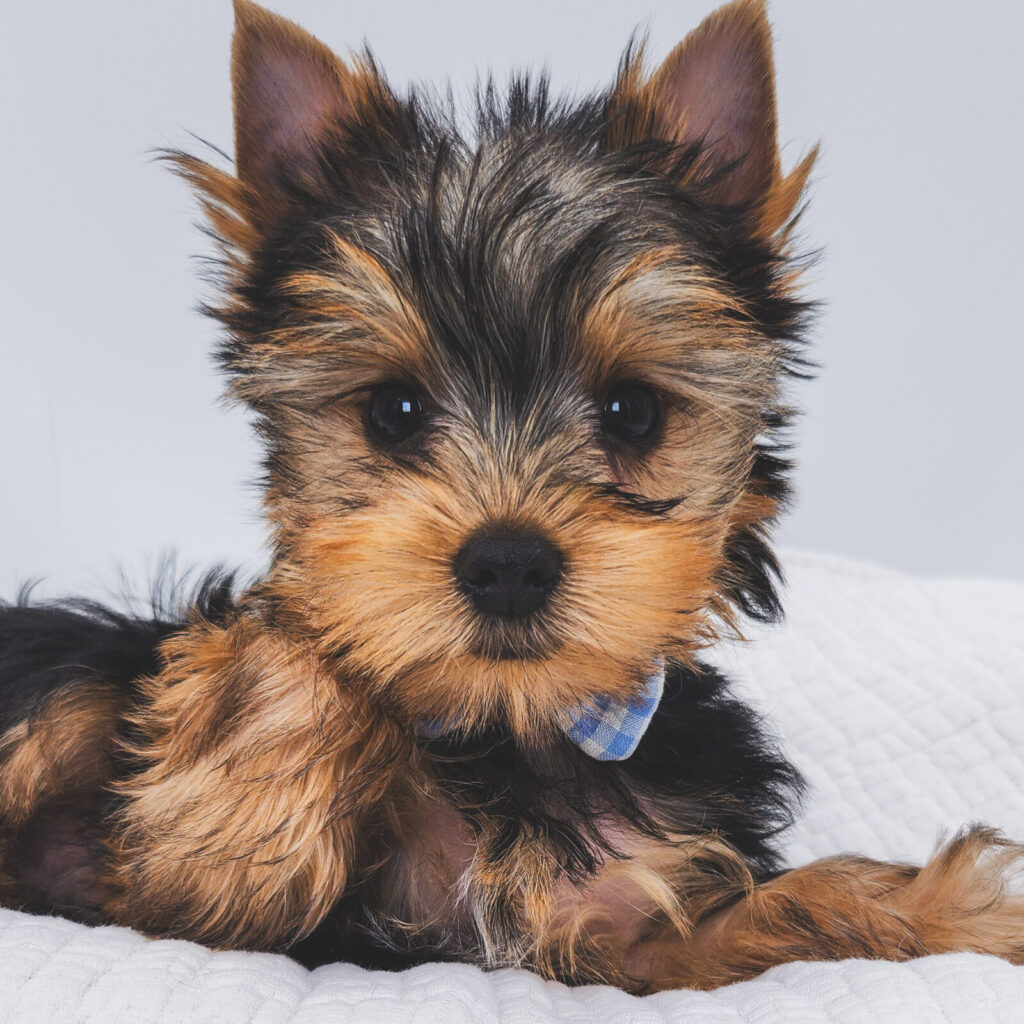 Hickory - Yorkshire Terrier - Image 1