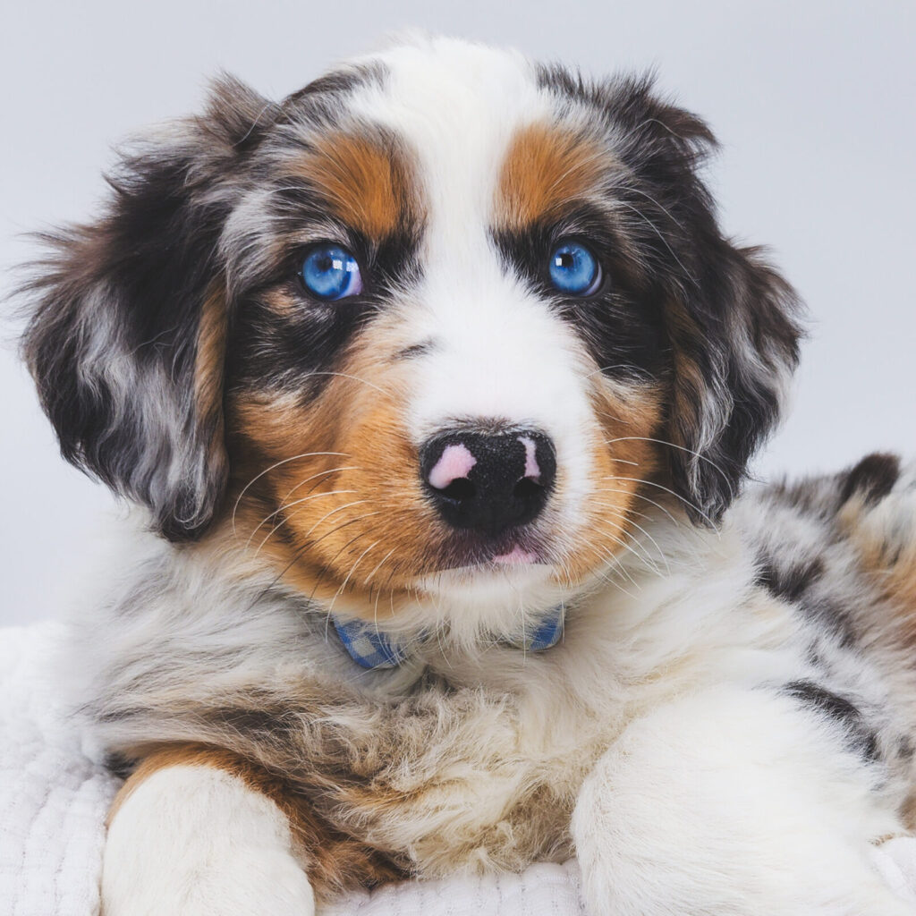 Storm - Australian Shepherd - Image 1