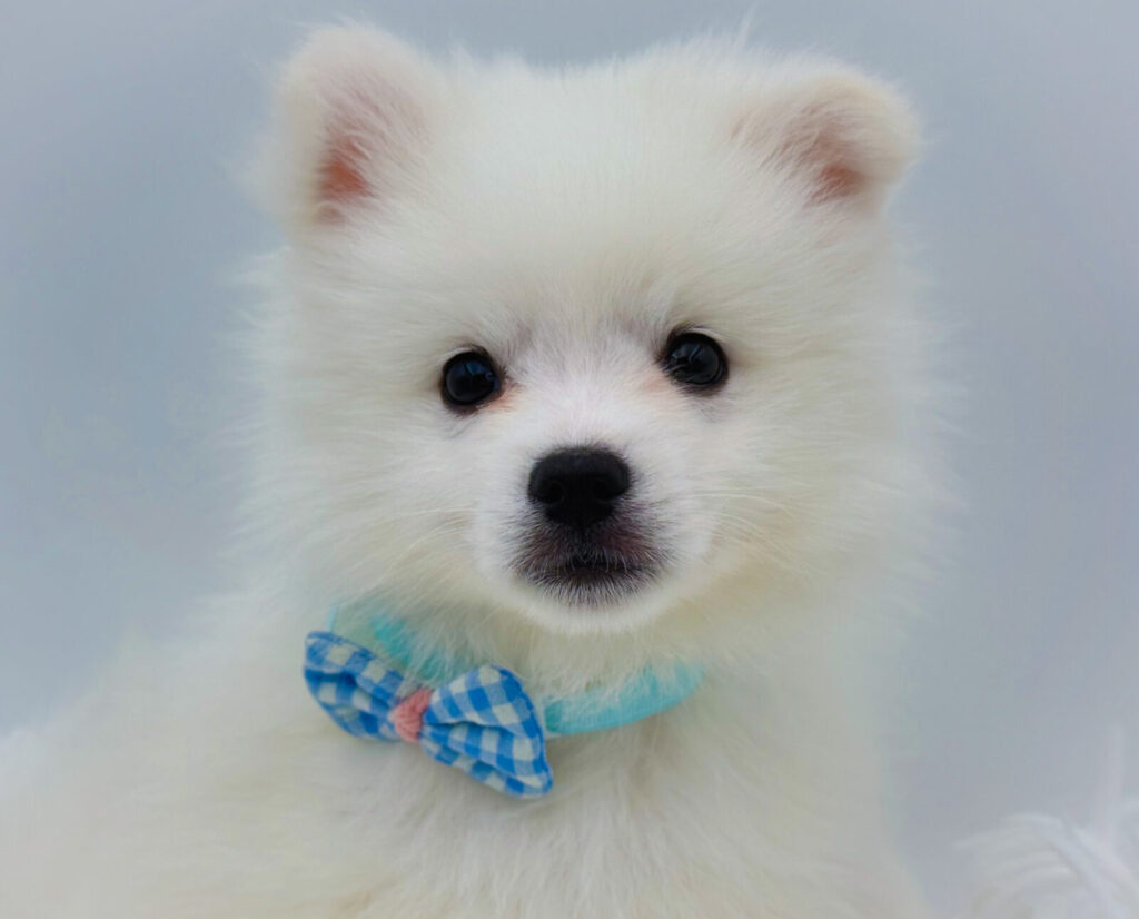 Mimic - American Eskimo Dog - Image 1