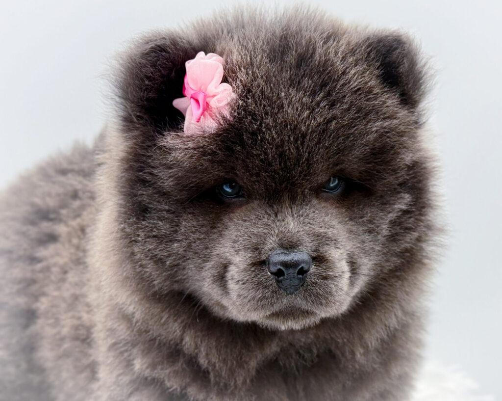 Levi - Chow Chow - Image 1