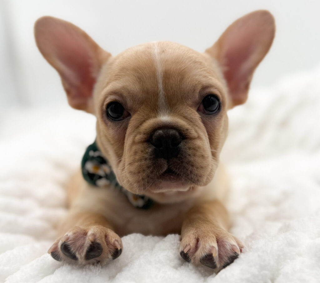 Titan - French Bulldog - Image 1
