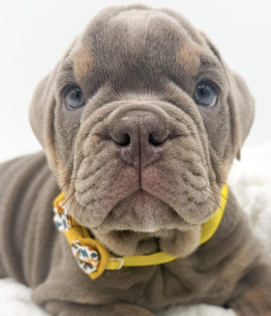 Tangle - Victorian Bulldog - Image 1