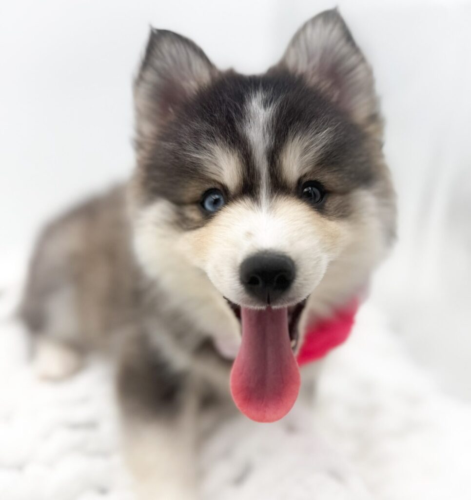 Nettle - Pomsky - Image 1