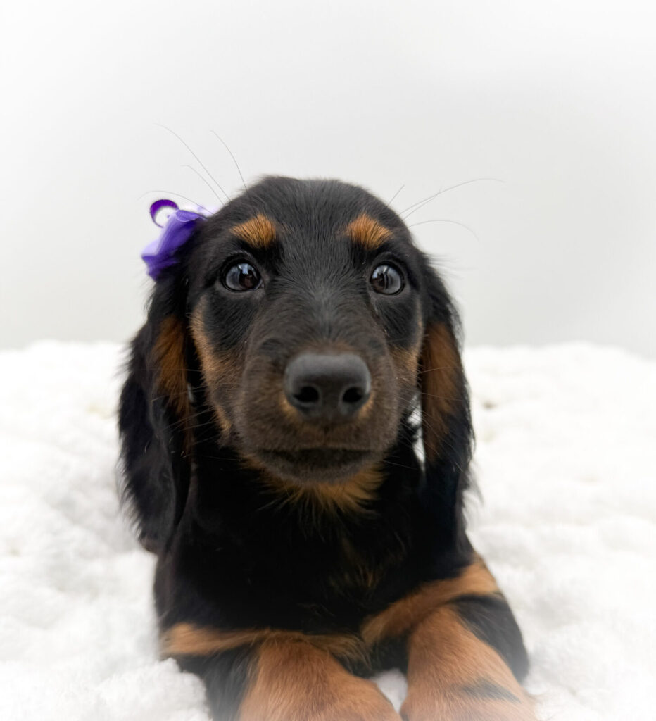 Chloe - Dachshund - Image 1