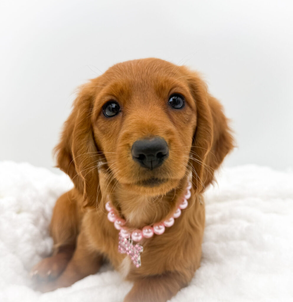 Everest - Dachshund - Image 1