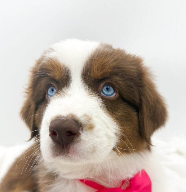 Maisy - Miniature American Shepherd - Image 2