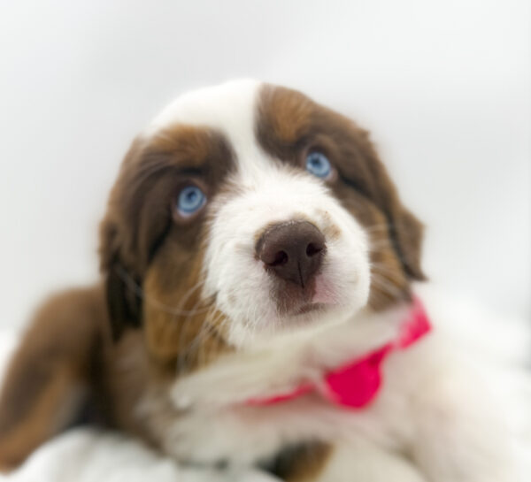 Maisy - Miniature American Shepherd - Image 1