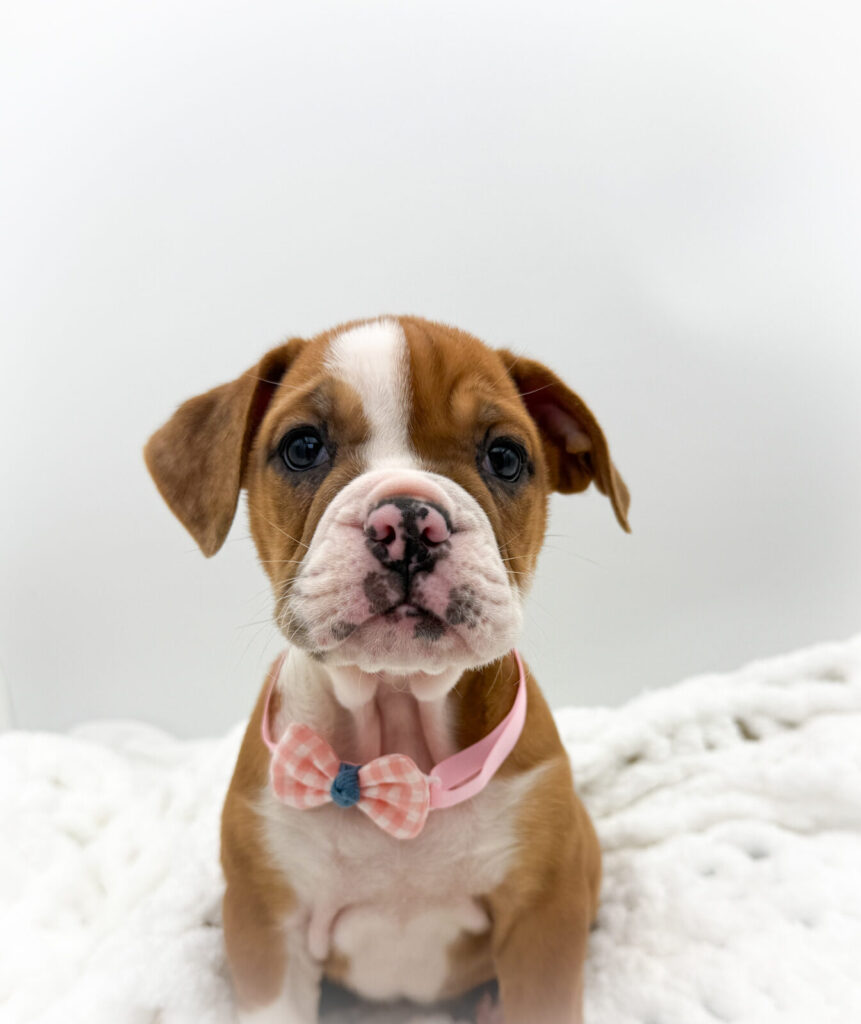 Fawn - Beabull 2nd Gen - Image 1