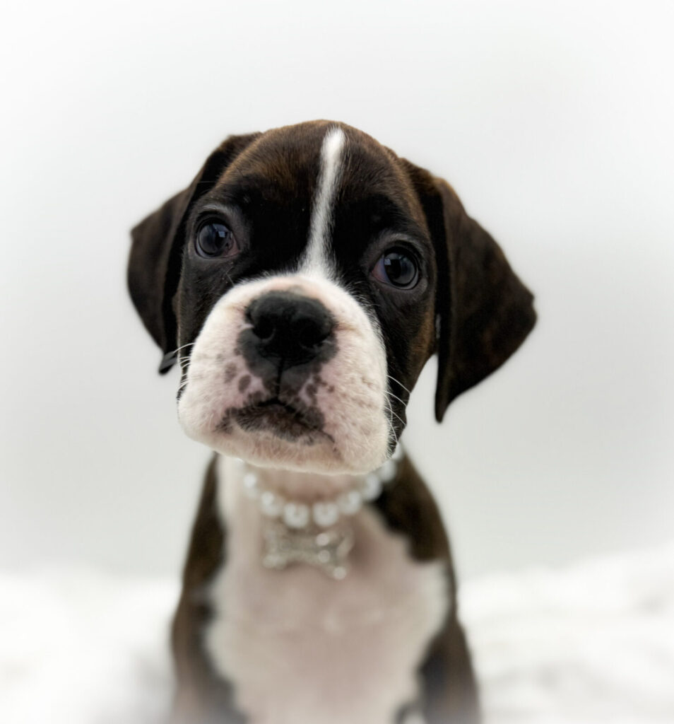 Robin - Boxer - Image 1