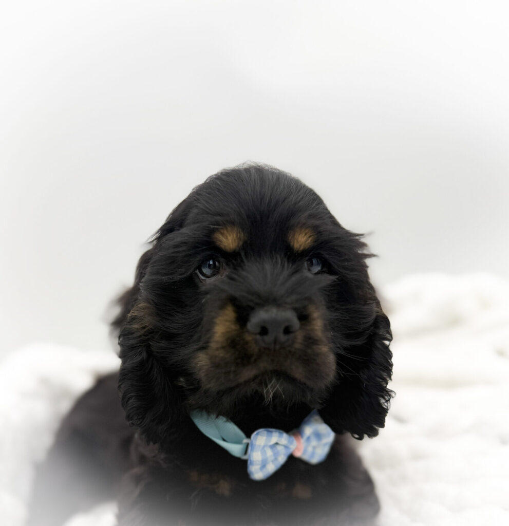 Jet - Cocker Spaniel - Image 1