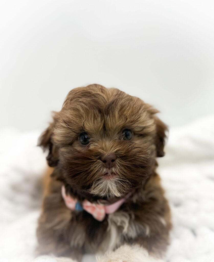 Infinity - Havatzu - Image 1