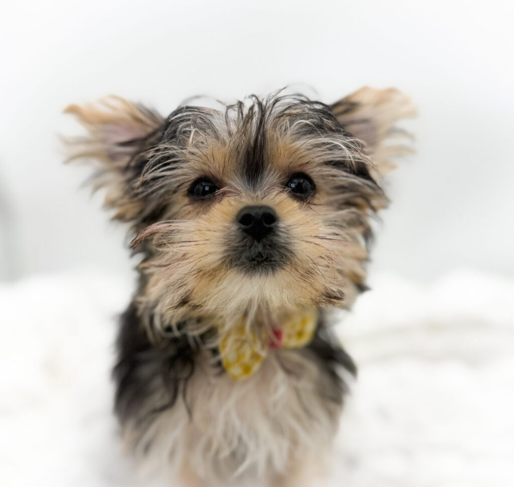 Marbles - Morkie - Image 1