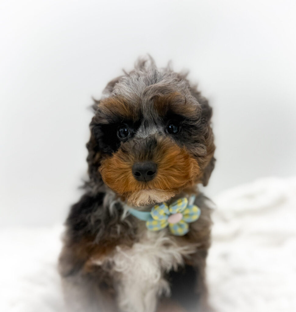 Bluey - Poodle - Image 1