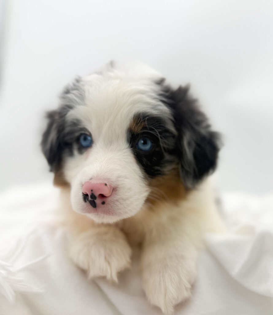 Freckles - Miniature Australian Shepherd - Image 1