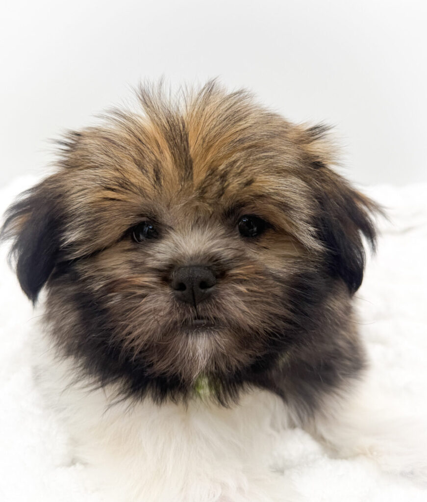 Quill - Shiranian - Image 1