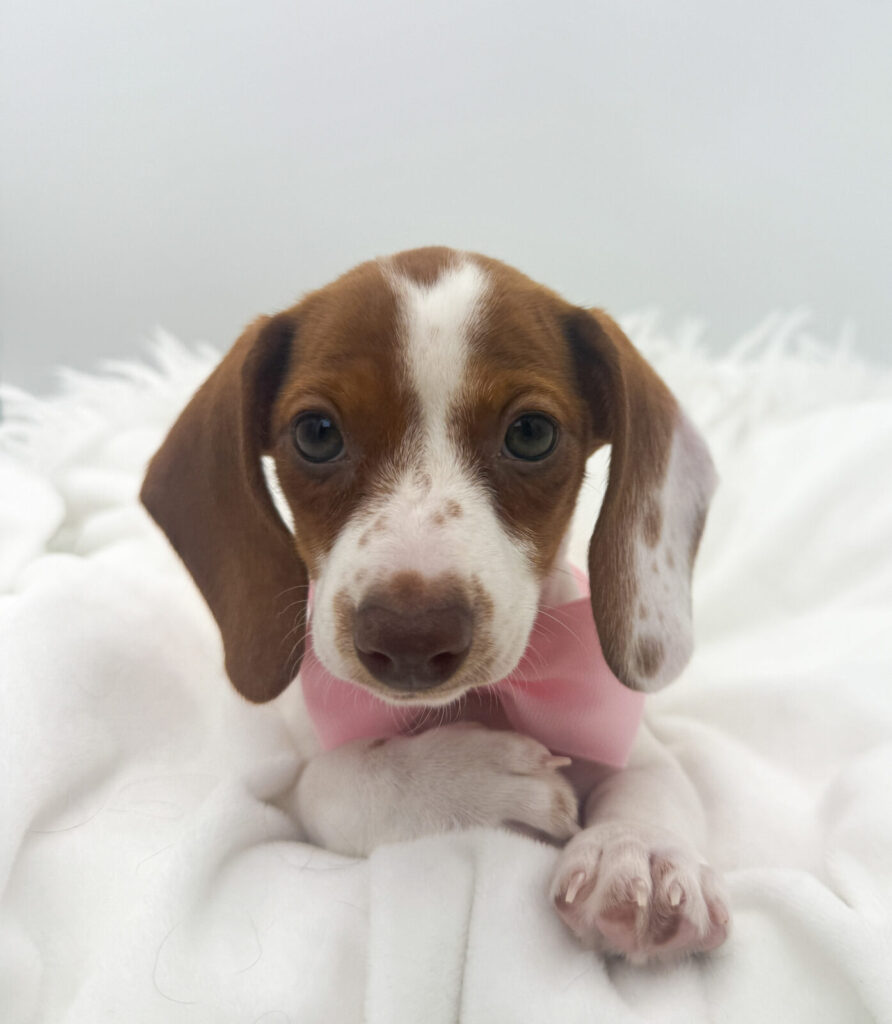 Twix  - Dachshund - Image 1