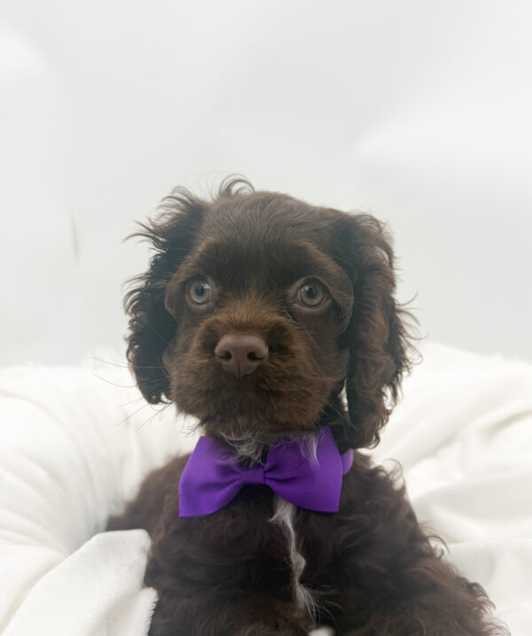 Coco puff  - Cocker Spaniel - Image 1