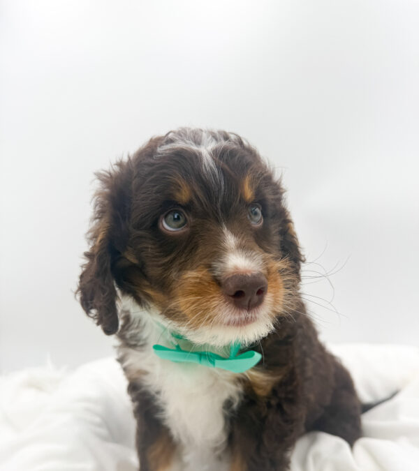 Finley - Bernedoodle Mini 2nd Gen - Image 2