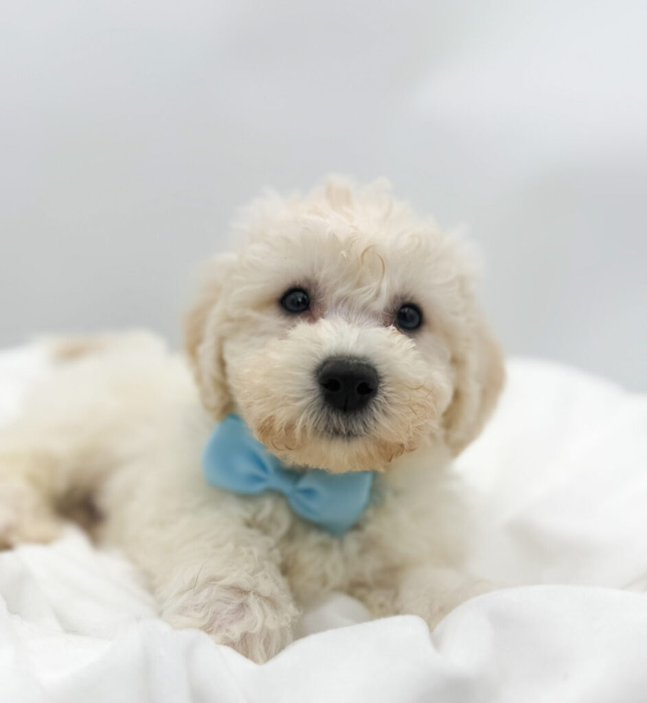 Justice - Bichon Frise - Image 1