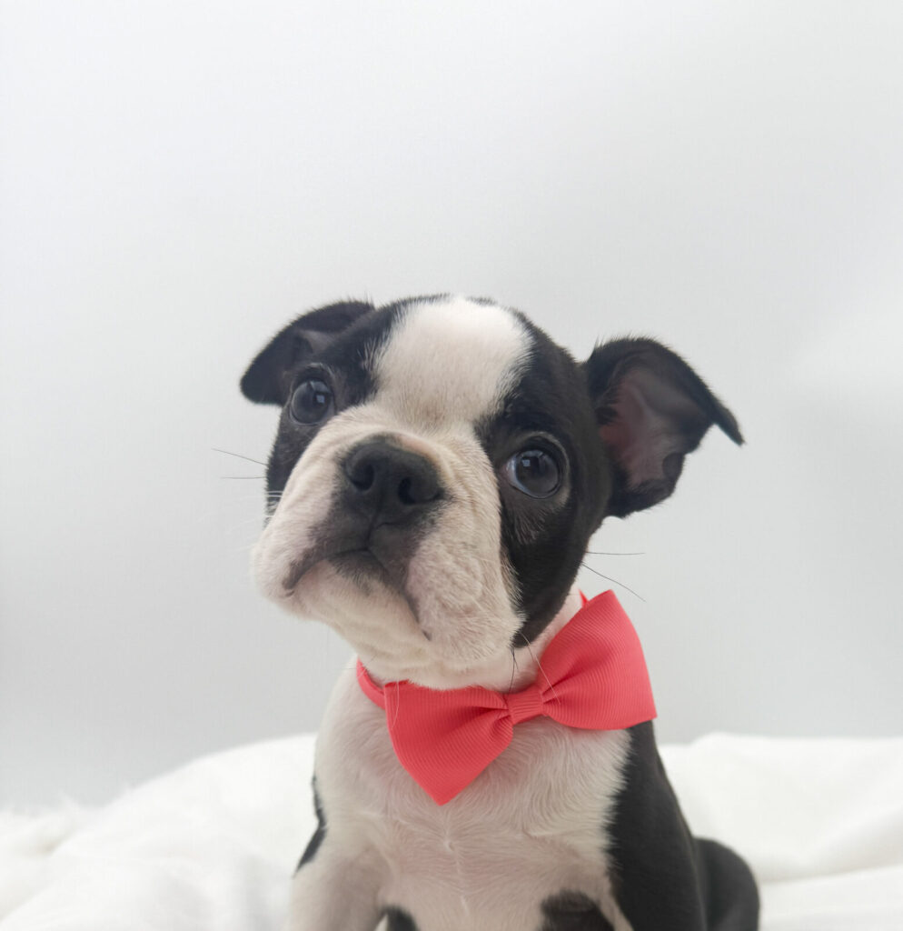 Juniper - Boston Terrier - Image 1