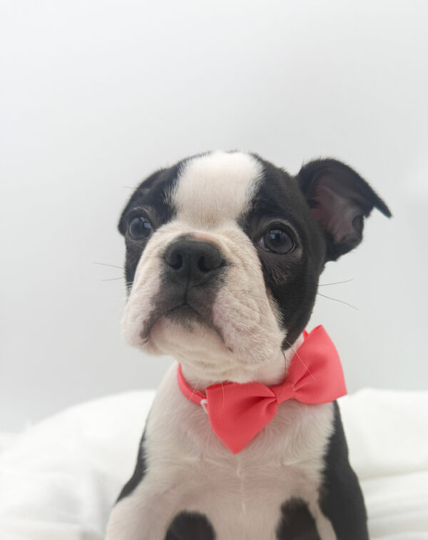 Juniper - Boston Terrier - Image 2
