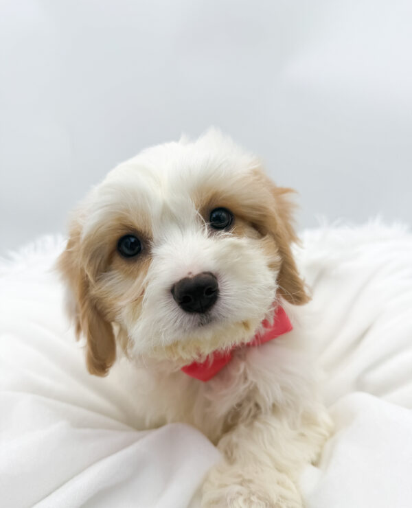 Bailey - Cavachon - Image 1