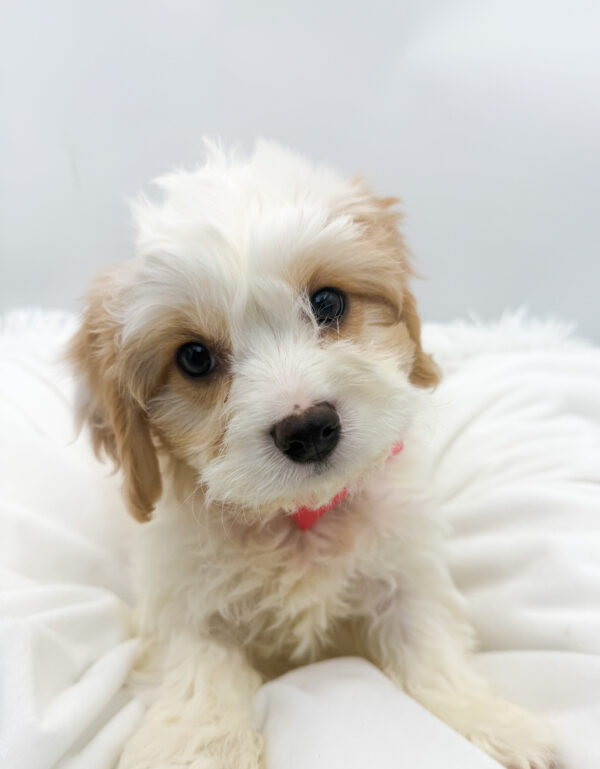 Bailey - Cavachon - Image 2