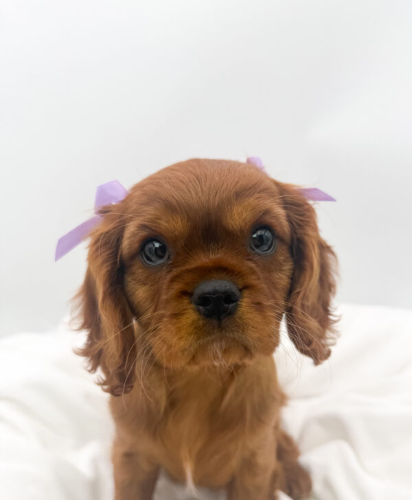 Tinker - Cavalier King Charles Spaniel - Image 1