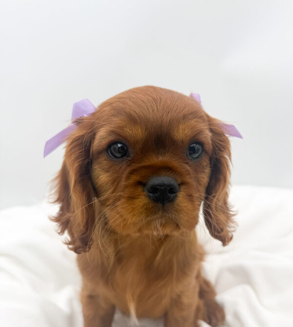 Tinker - Cavalier King Charles Spaniel - Image 2