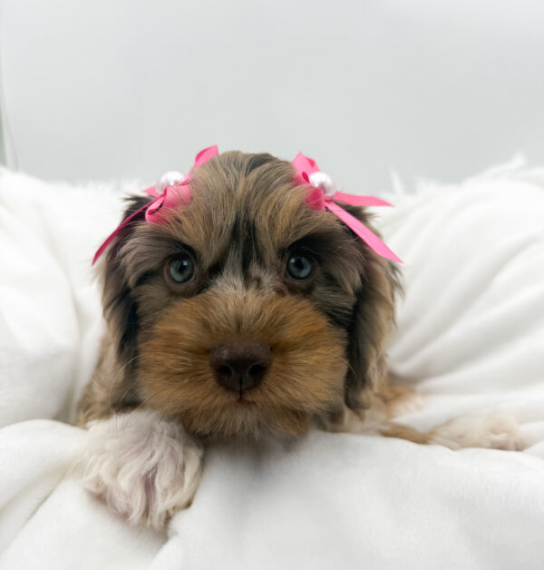 Pearl - Cavapoo F2 - Image 1