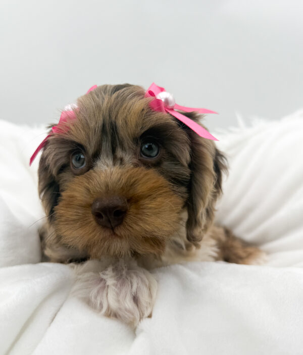 Pearl - Cavapoo F2 - Image 2
