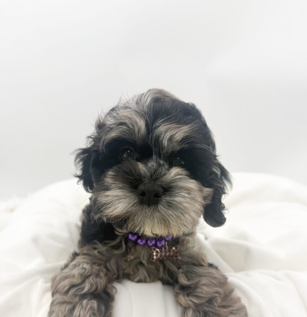 Freya - Cock A Poo - Image 1