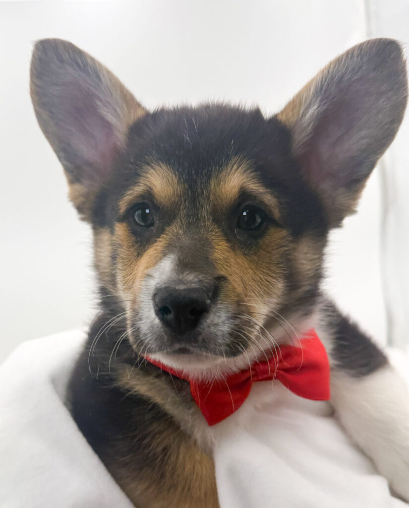 Fisher - Pembroke Welsh Corgi - Image 1