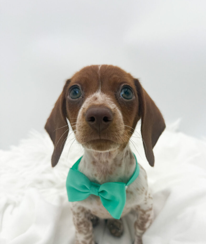 Hank - Dachshund - Image 1
