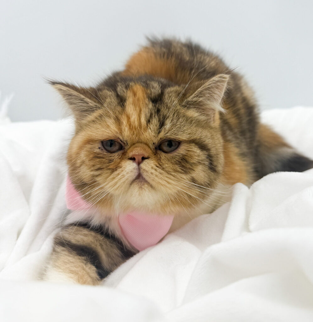 Sundance - Exotic Short Hair - Image 1