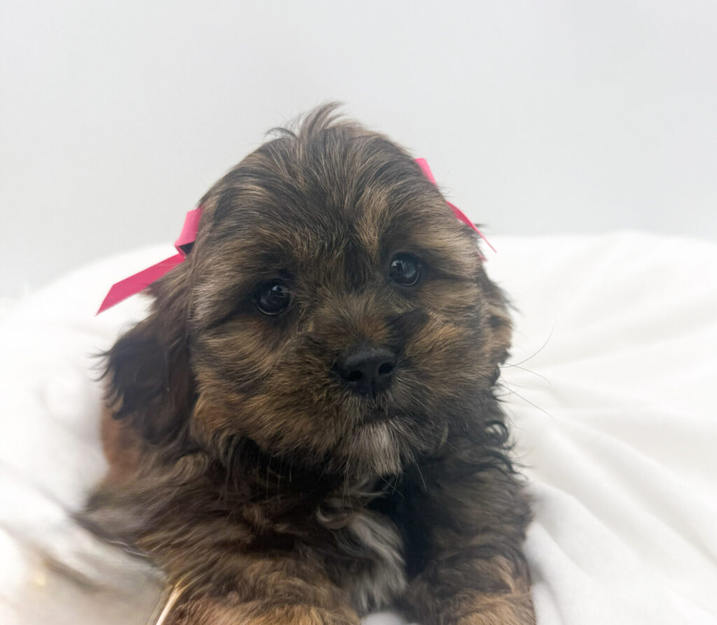 Toast - Havatzu - Image 1