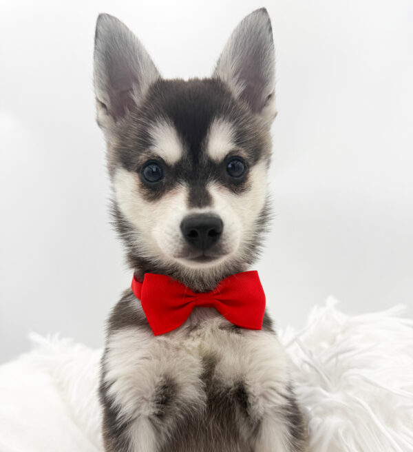 Lambo - Alaskan Klee Kai - Image 1