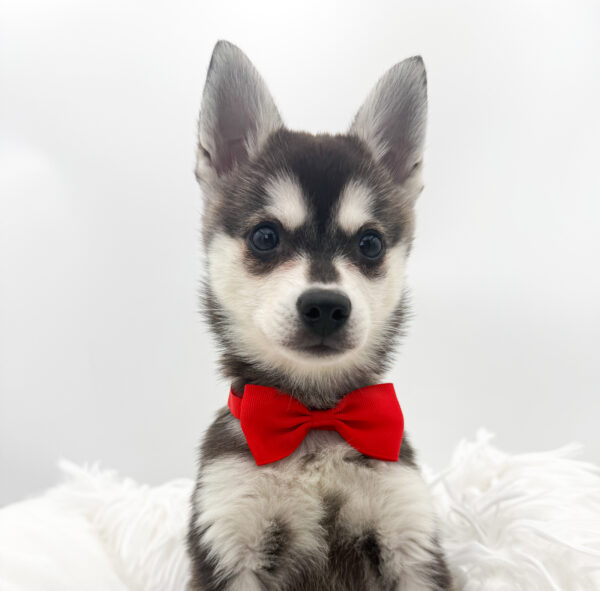 Lambo - Alaskan Klee Kai - Image 2
