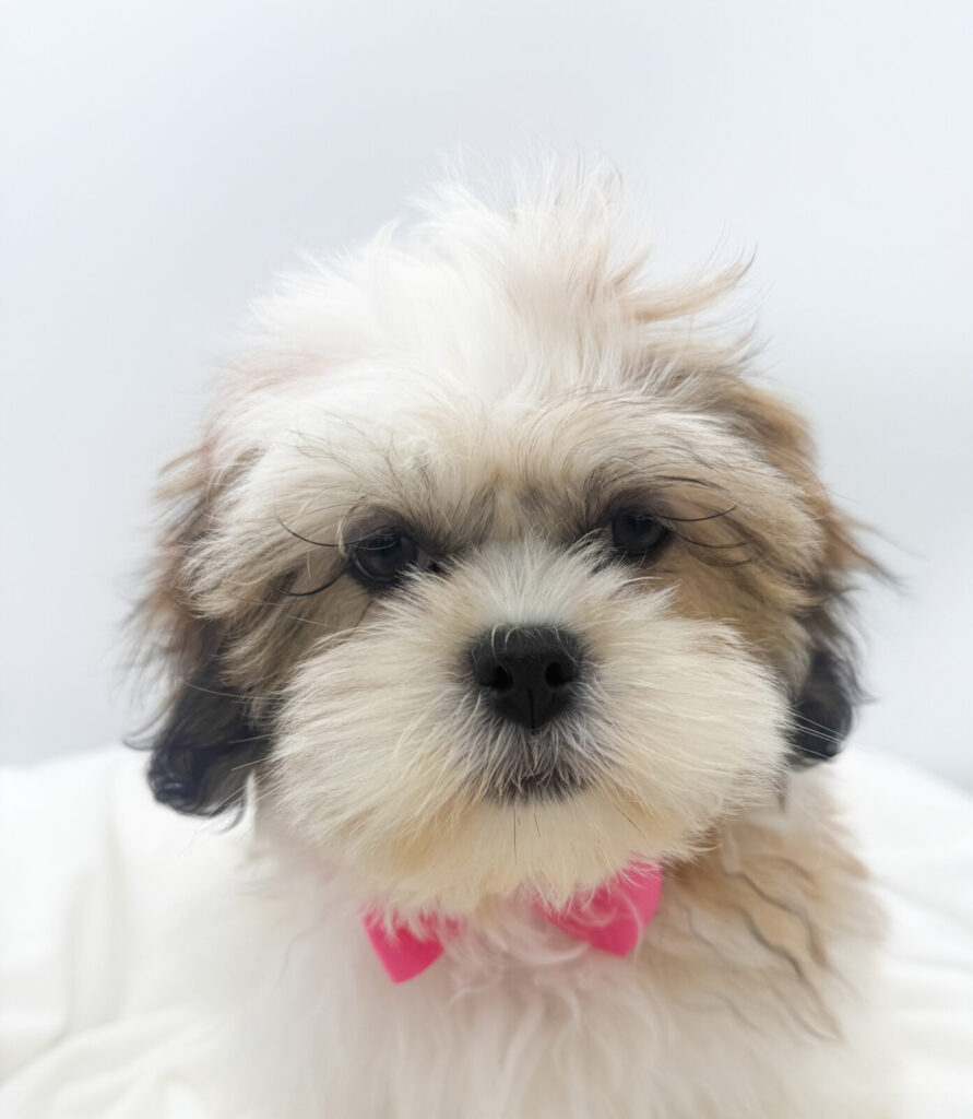 Sunflower - Lhasa Apso - Image 1