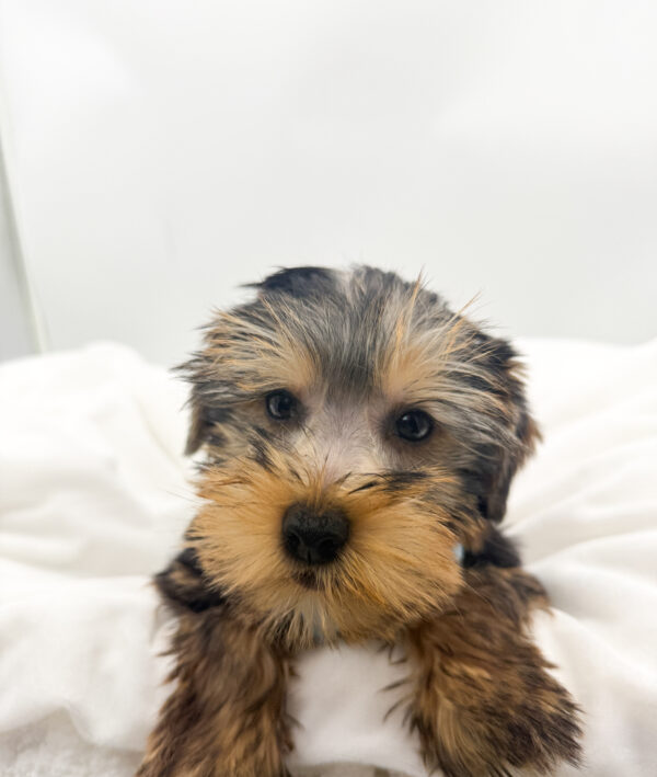 Winston - Yorkshire Terrier - Image 2