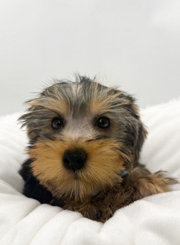 Winston - Yorkshire Terrier - Image 1