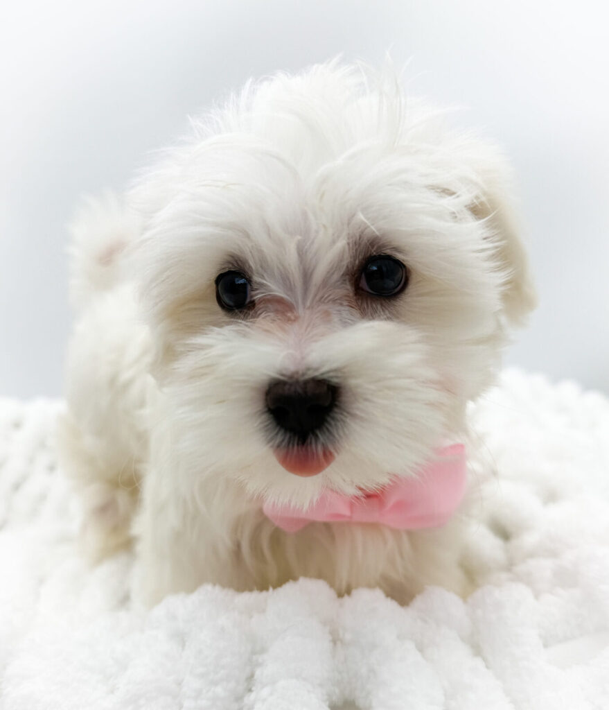 Blaze - Maltese - Image 1