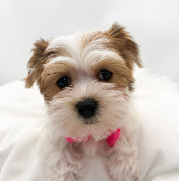 Venus - Morkie - Image 1