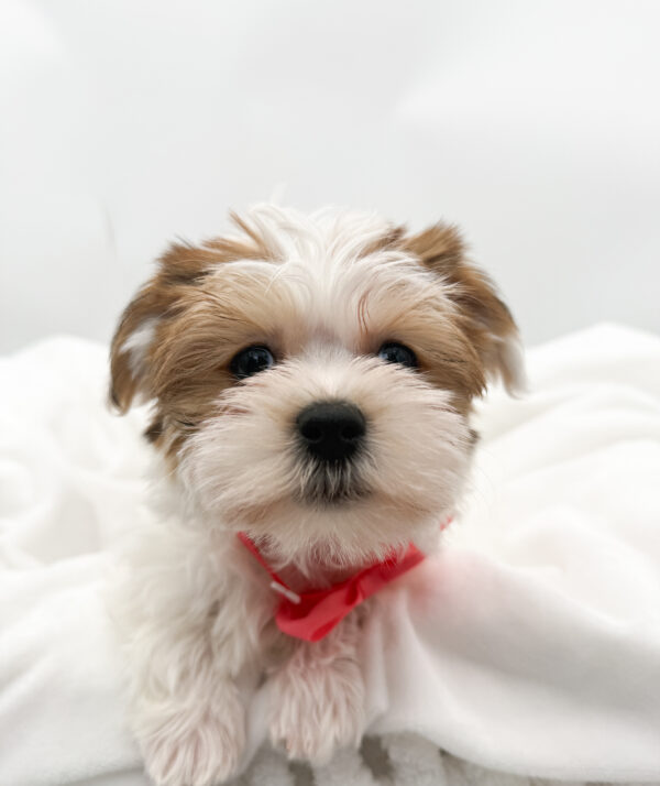 Venus - Morkie - Image 2