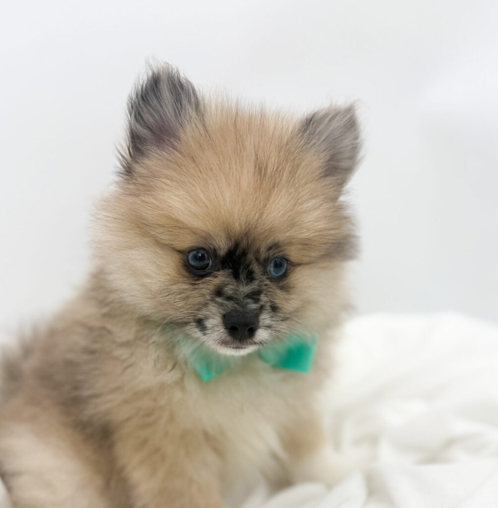 Jade - Pomeranian - Image 1